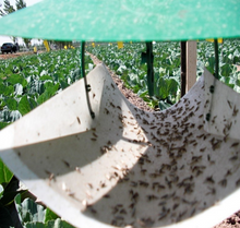 Load image into Gallery viewer, Adhesive Glue Traps Home Fruit Farm